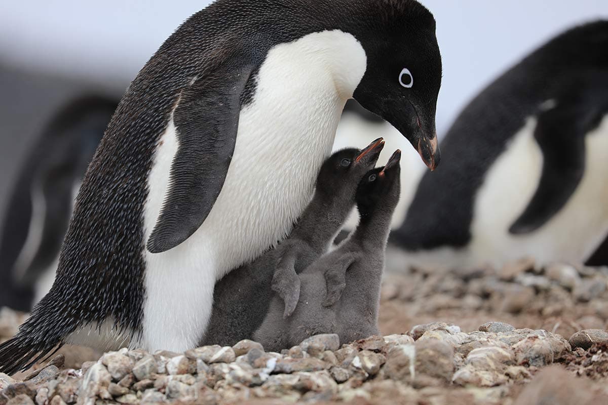 Antarctic Peninsula Odyssey cruise