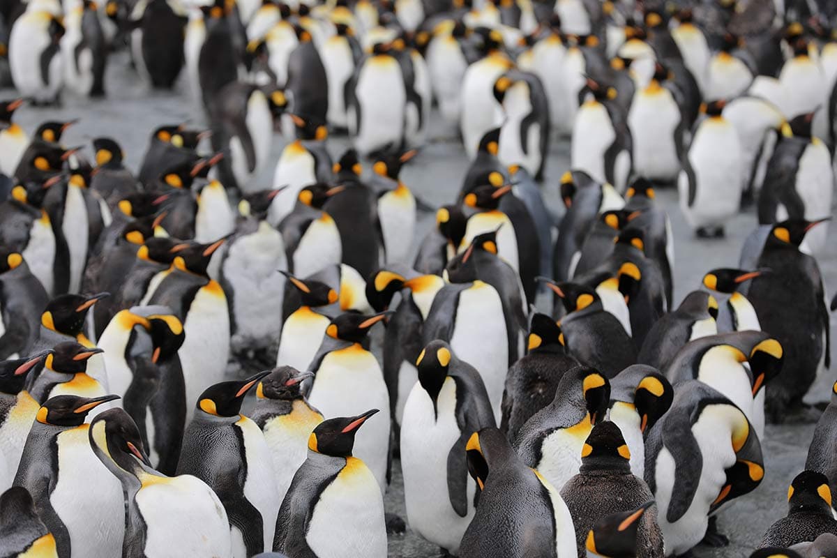 Best of the Southern Ocean