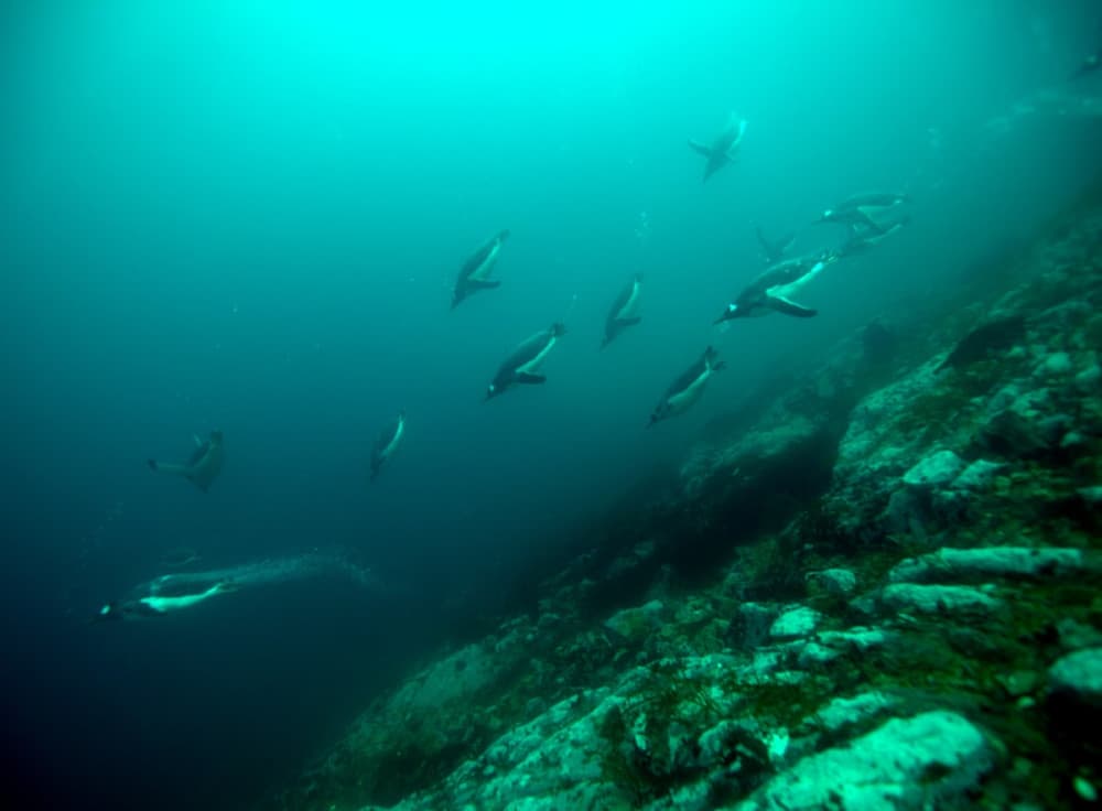 Oceanwide Expeditions Polar Diving 2.jpeg