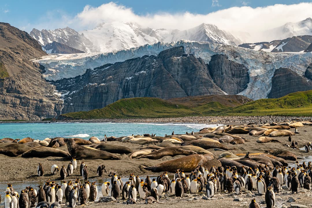 Scenic Eclipse Antarctica Gold Harbour Roger Pimenta 6