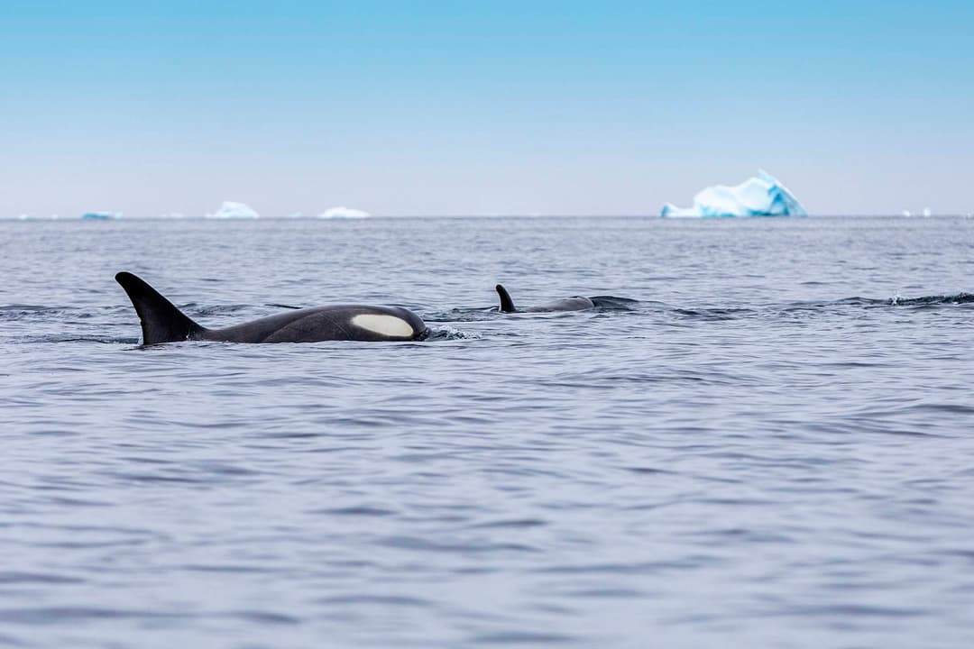 Scenic Eclipse Antarctica Whilhelmina Bay Roger Pimenta 7
