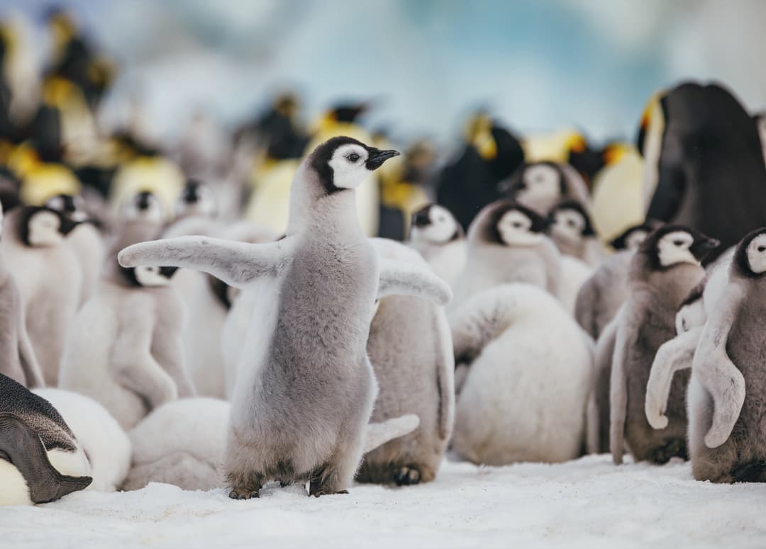 Quark Expeditions, Emporer Penguins Snow Hill David Merron 0