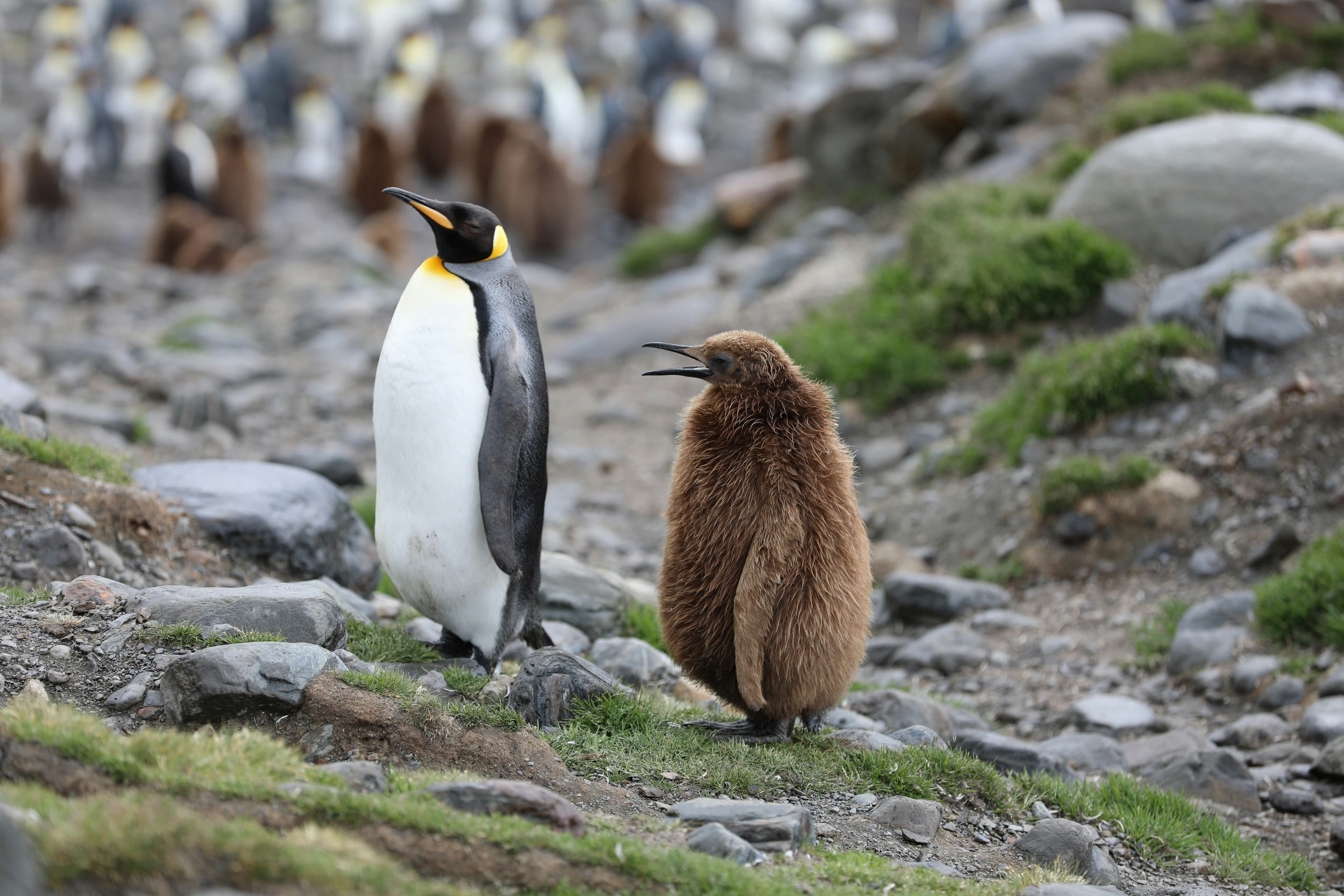 Antarctica, South Georgia, and the Falklands