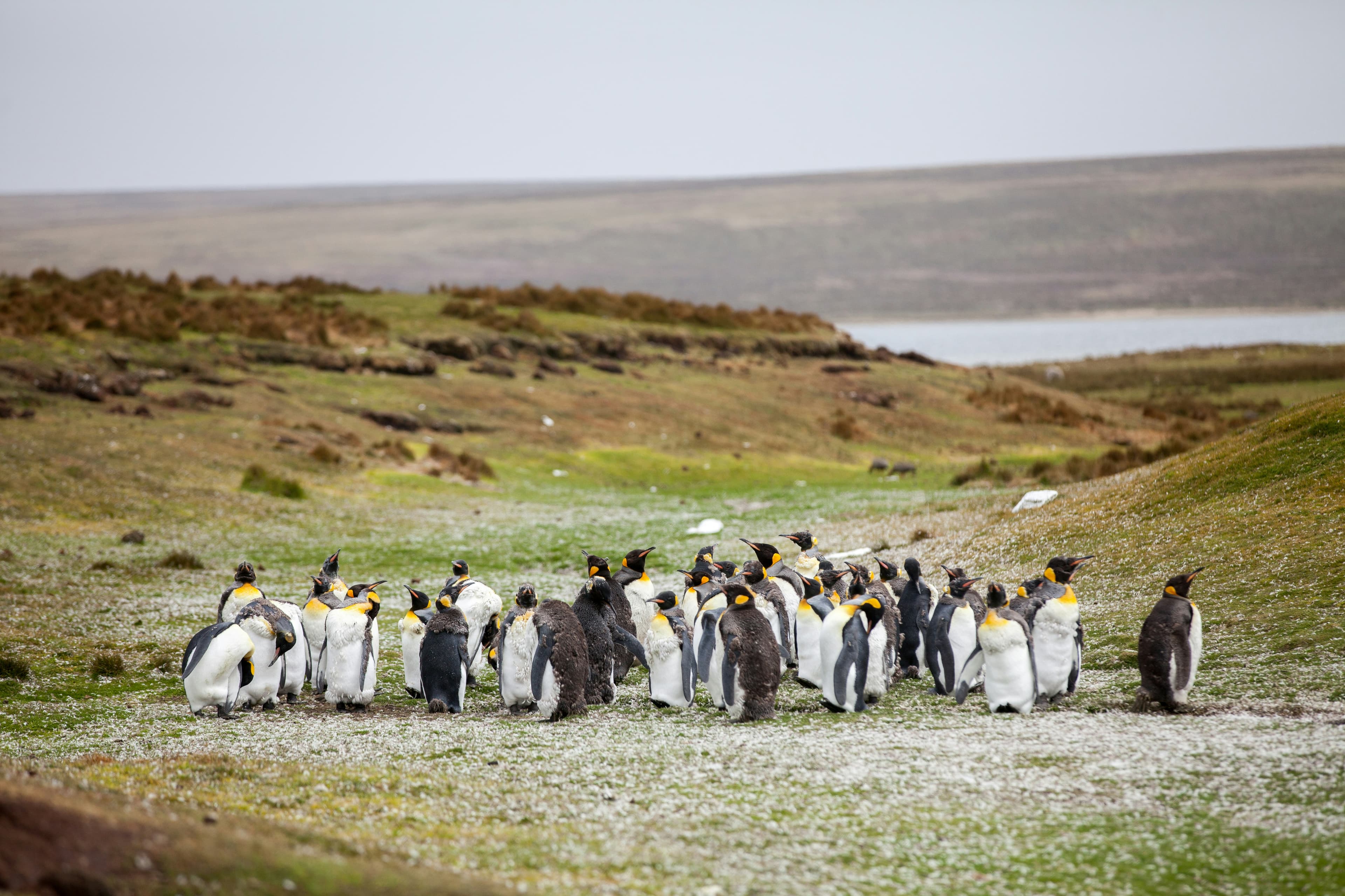 Best of the Southern Ocean