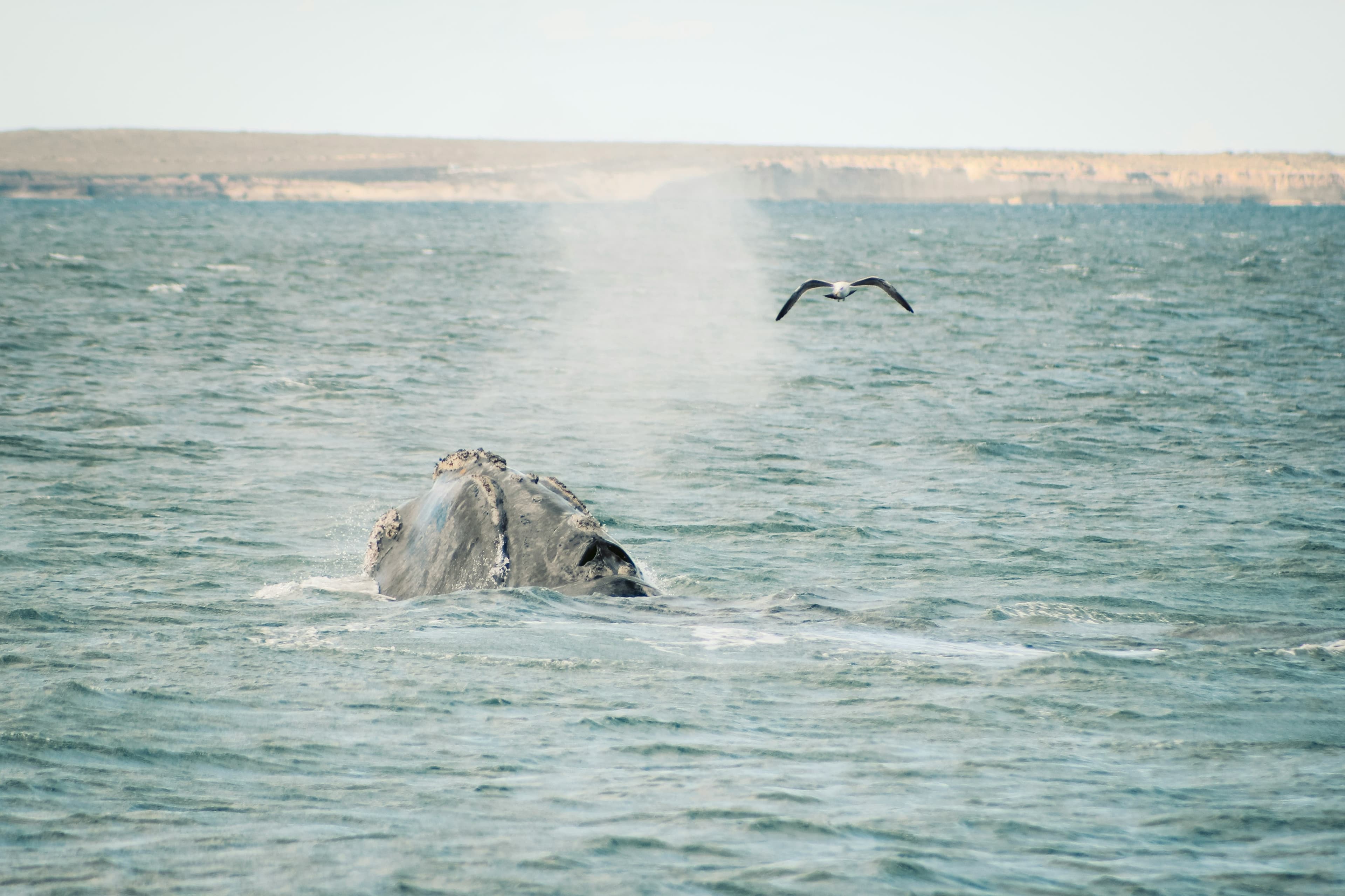 Antarctica & Falklands Expedition | Northbound