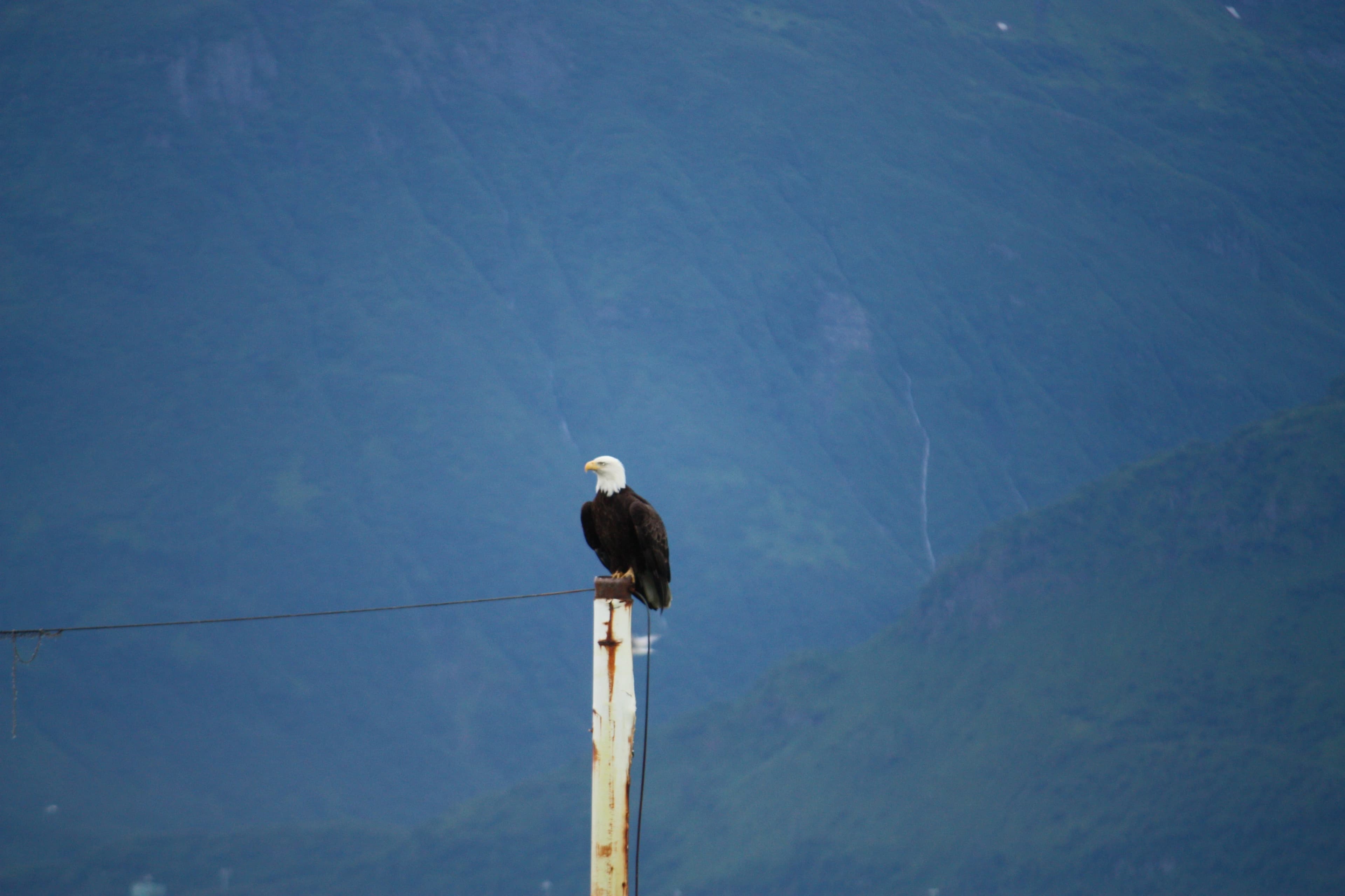 11-Day Alaska Glaciers & Inside Passage