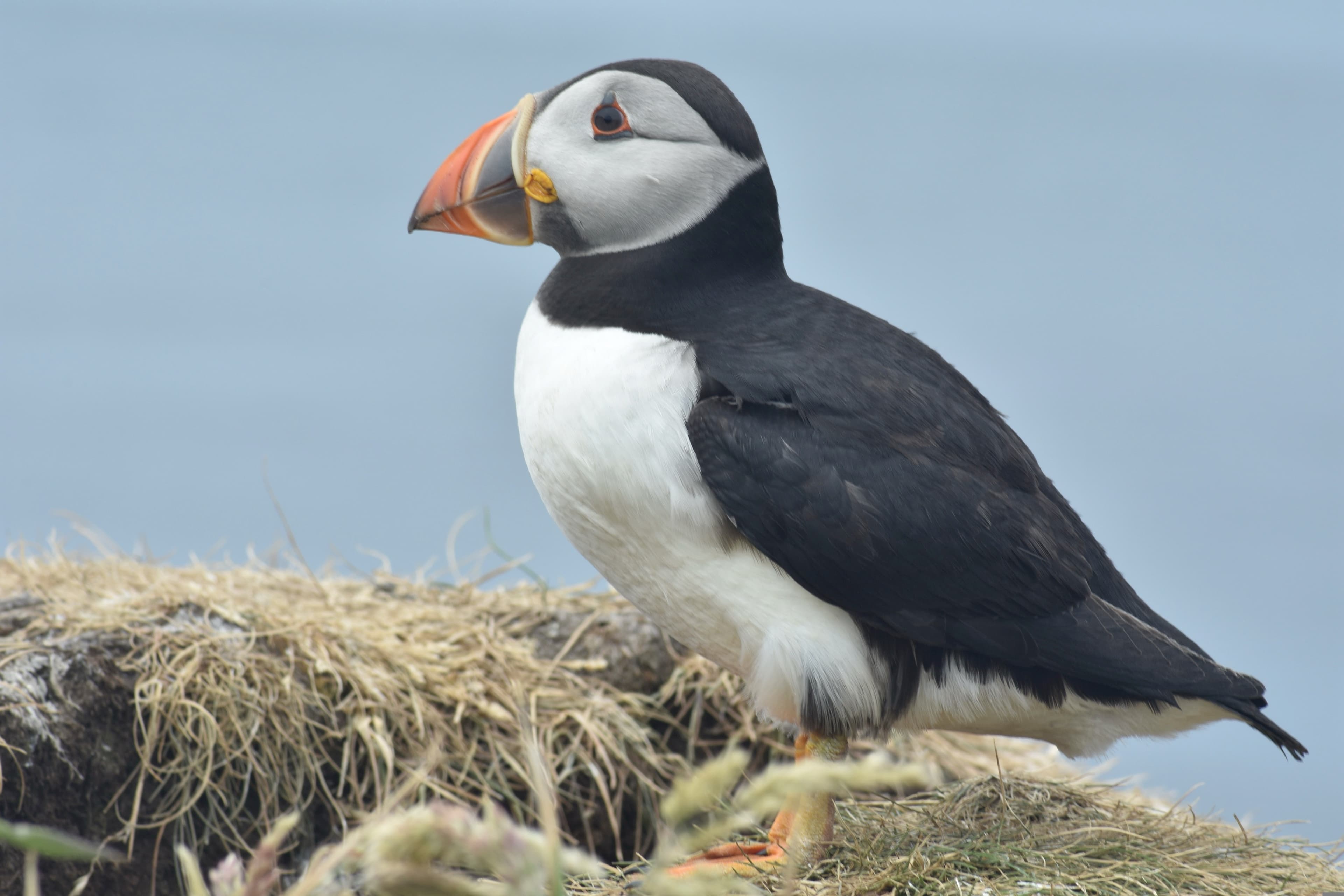 Norwegian Arctic & Scottish Isles