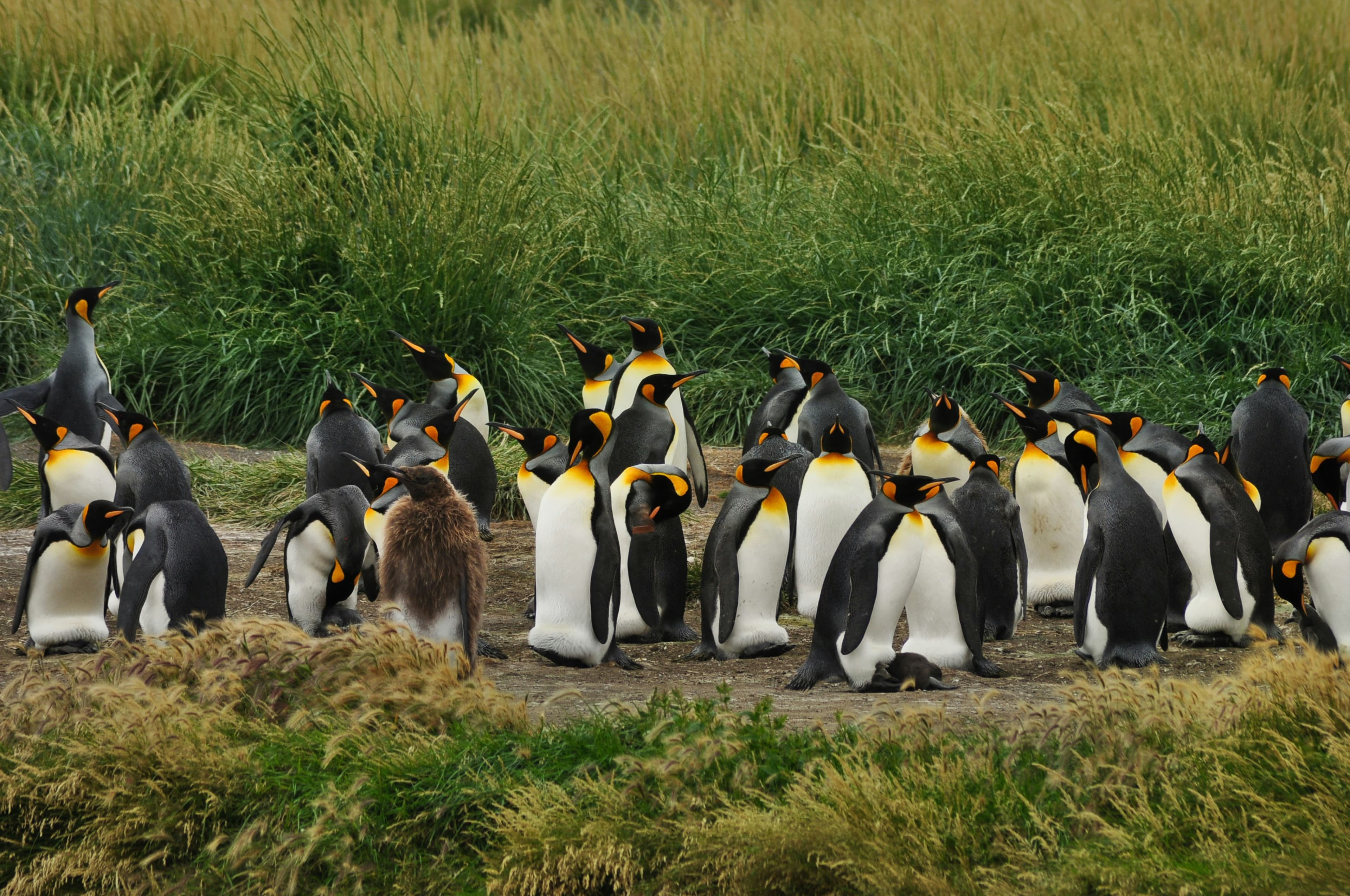 Patagonia, Falklands, South Georgia and Antarctica Odyssey