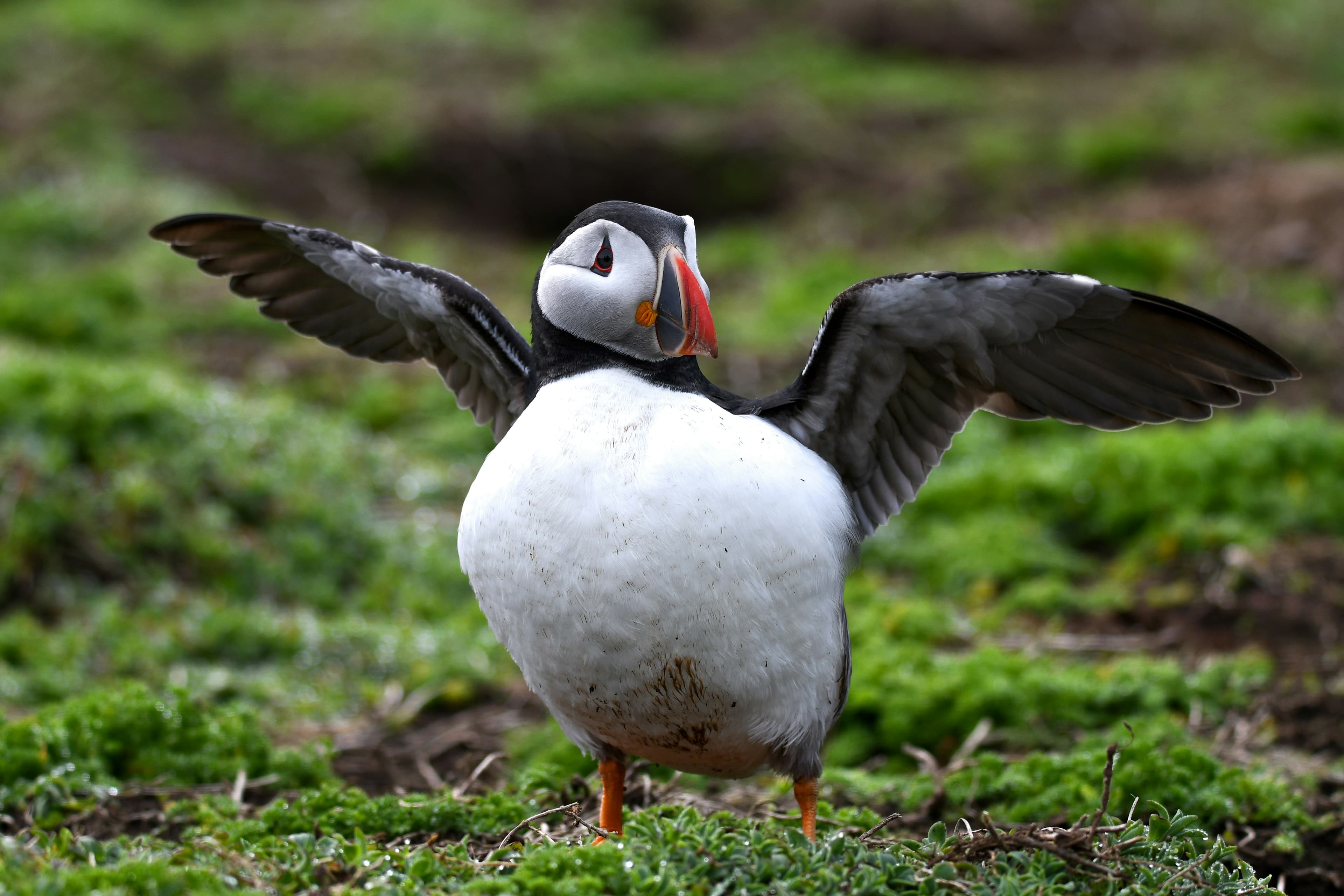 40-Day Wild North Atlantic Isles & Svalbard Expedition