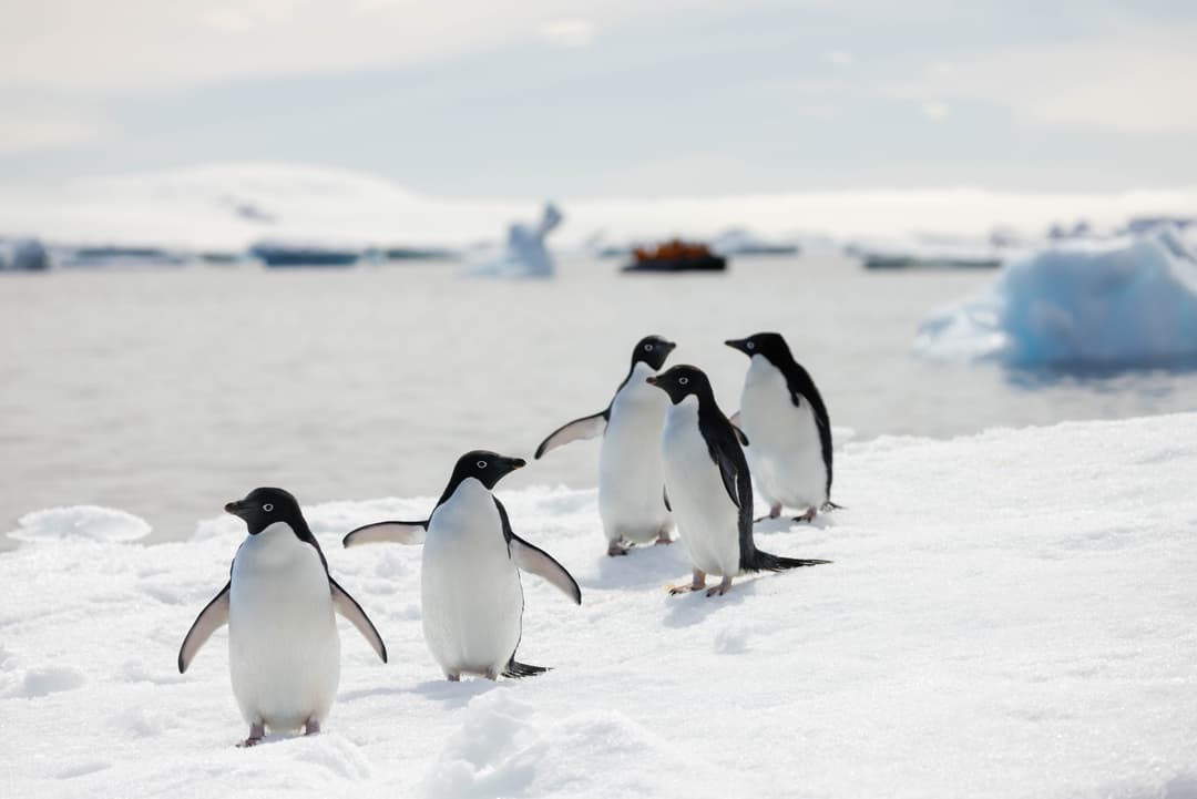 Seabourn Venture Zodiac 3 ©Kara Hunter