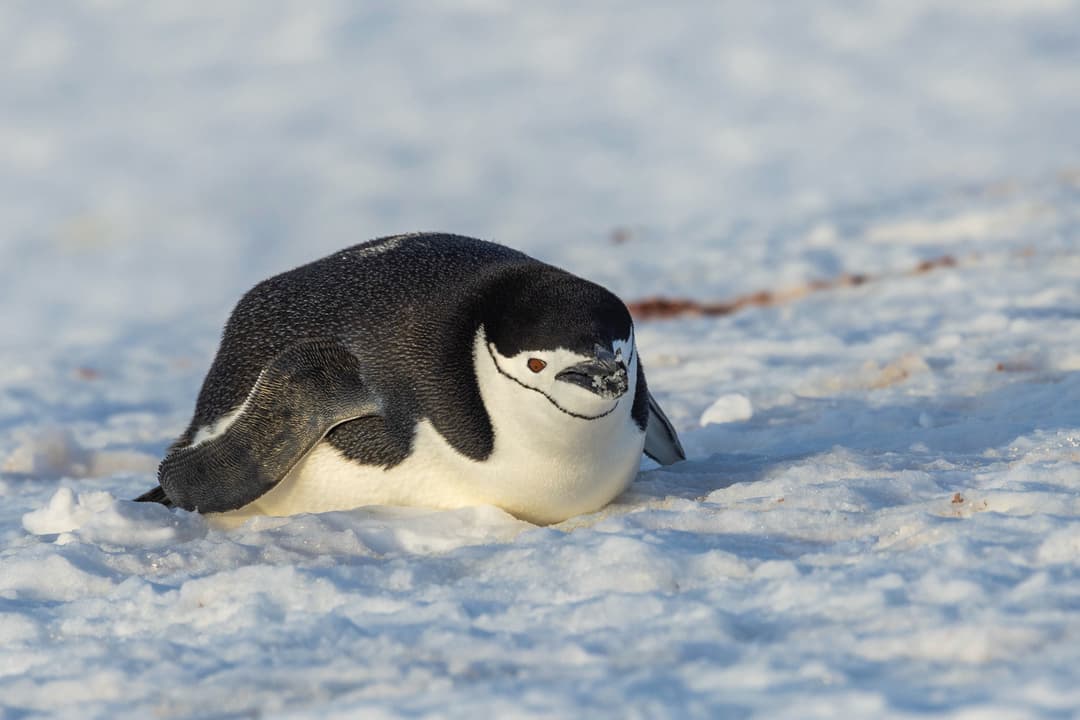 Ae Expeditions Chinstrap Penguin, Half Moon Island, Antarctica, ©Adrian Wlodarczyk