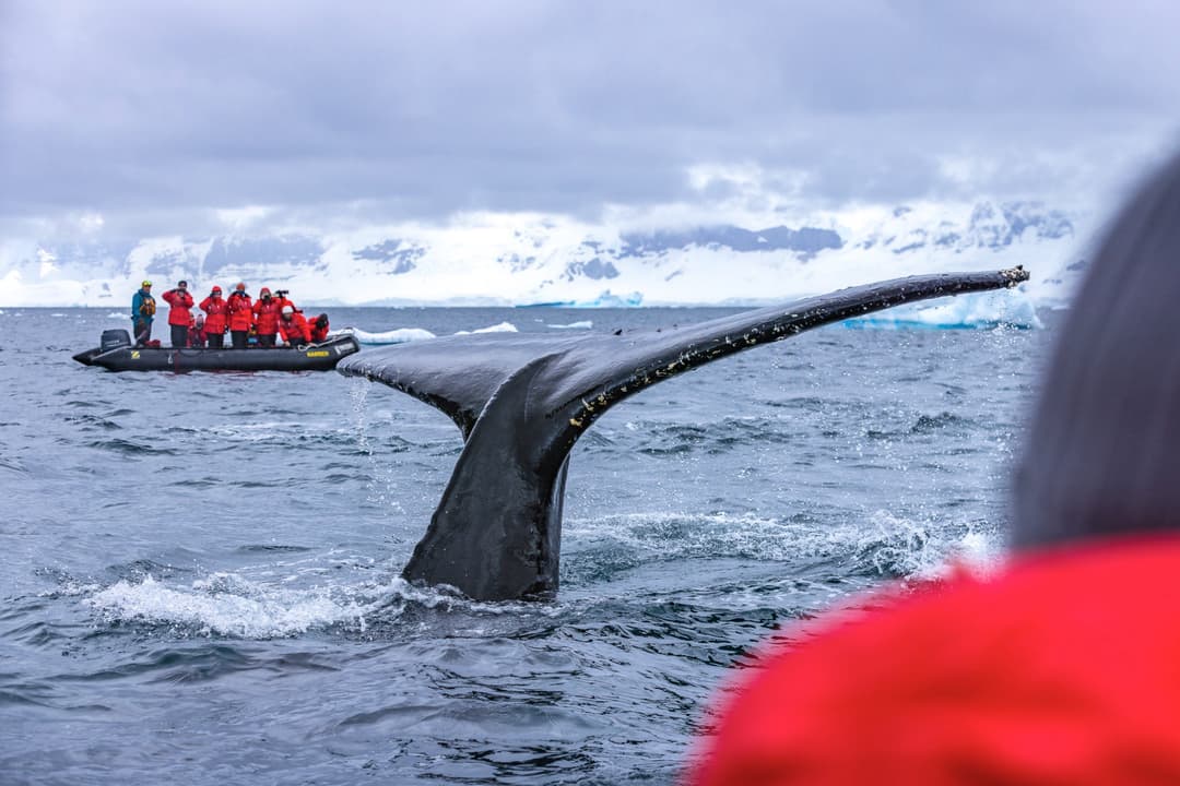 Poseidon Expeditions Sea Spirit Conservation Whale ©Piet Van Den Bemd