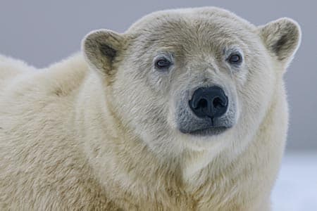Arctic Circle Explorer