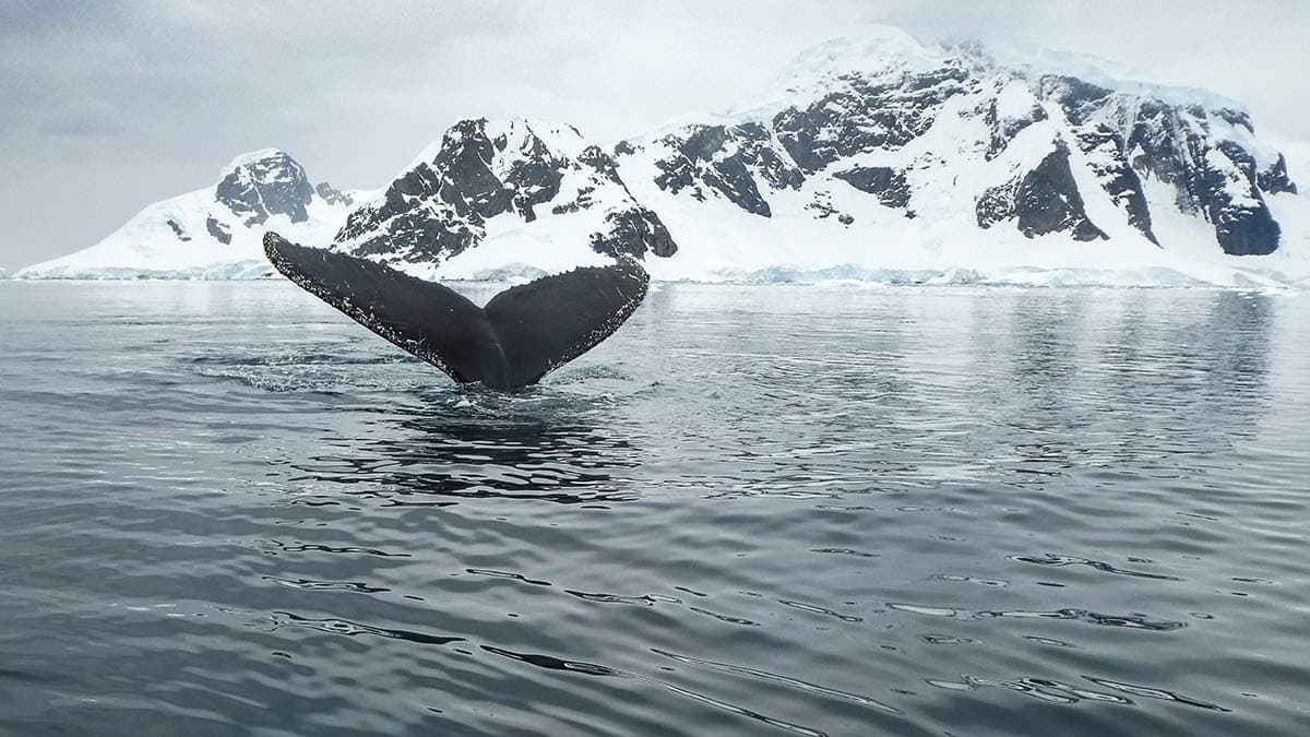 King George Island to King George Island