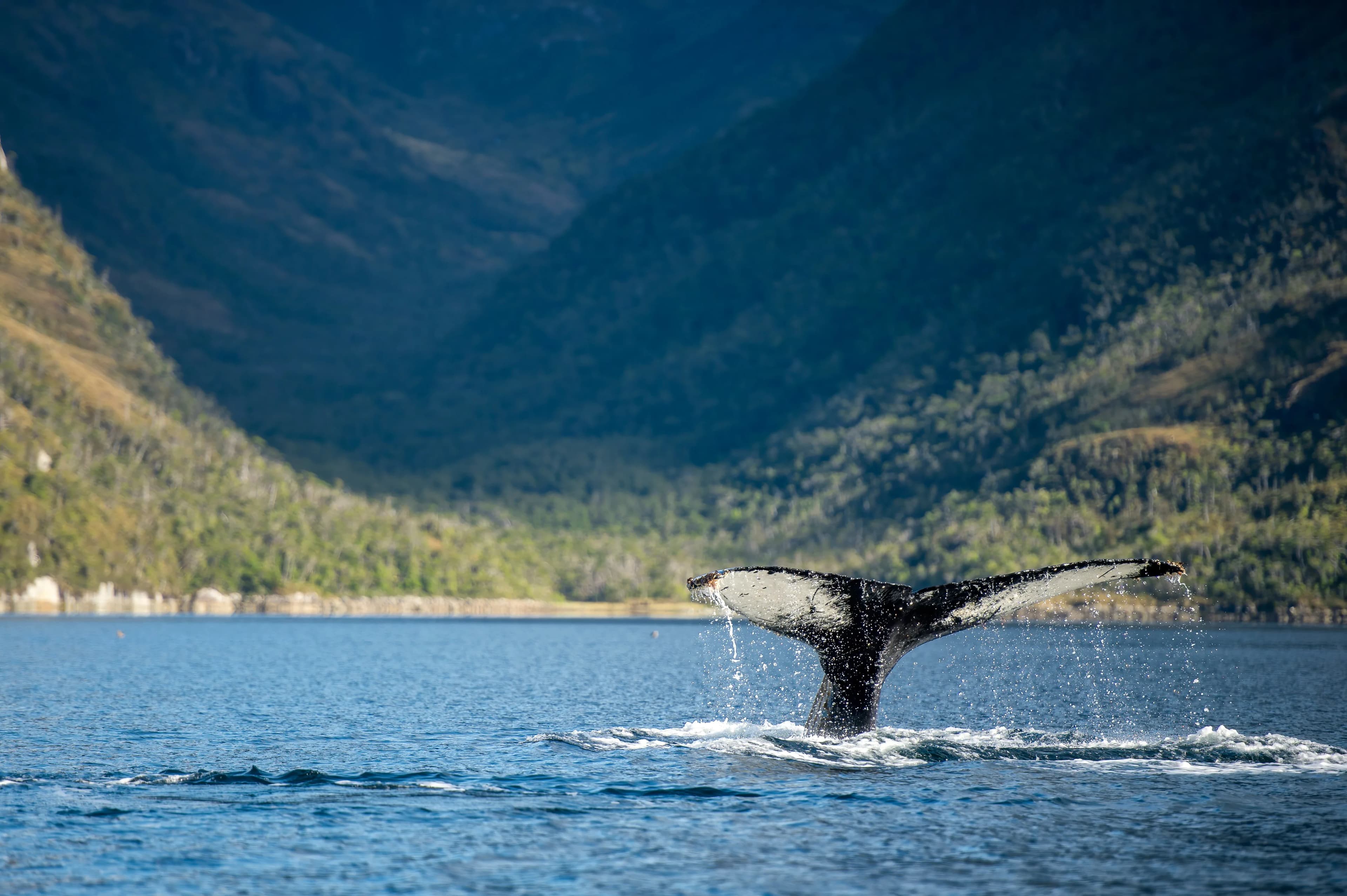Essential Patagonia: Chilean Fjords and Torres del Paine