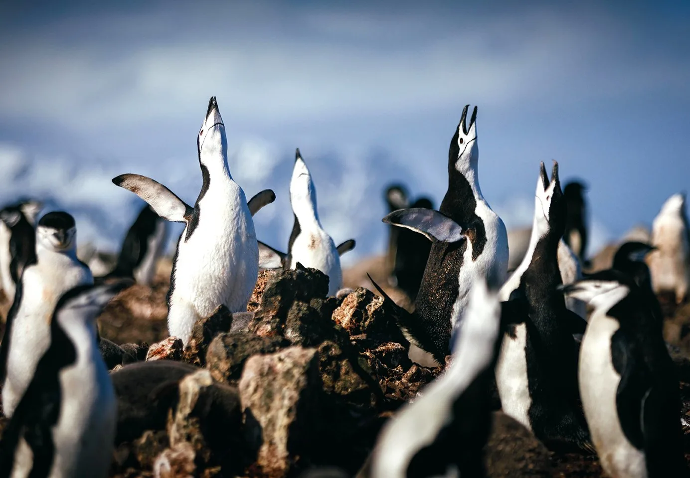 Antarctic Express: Crossing the Circle