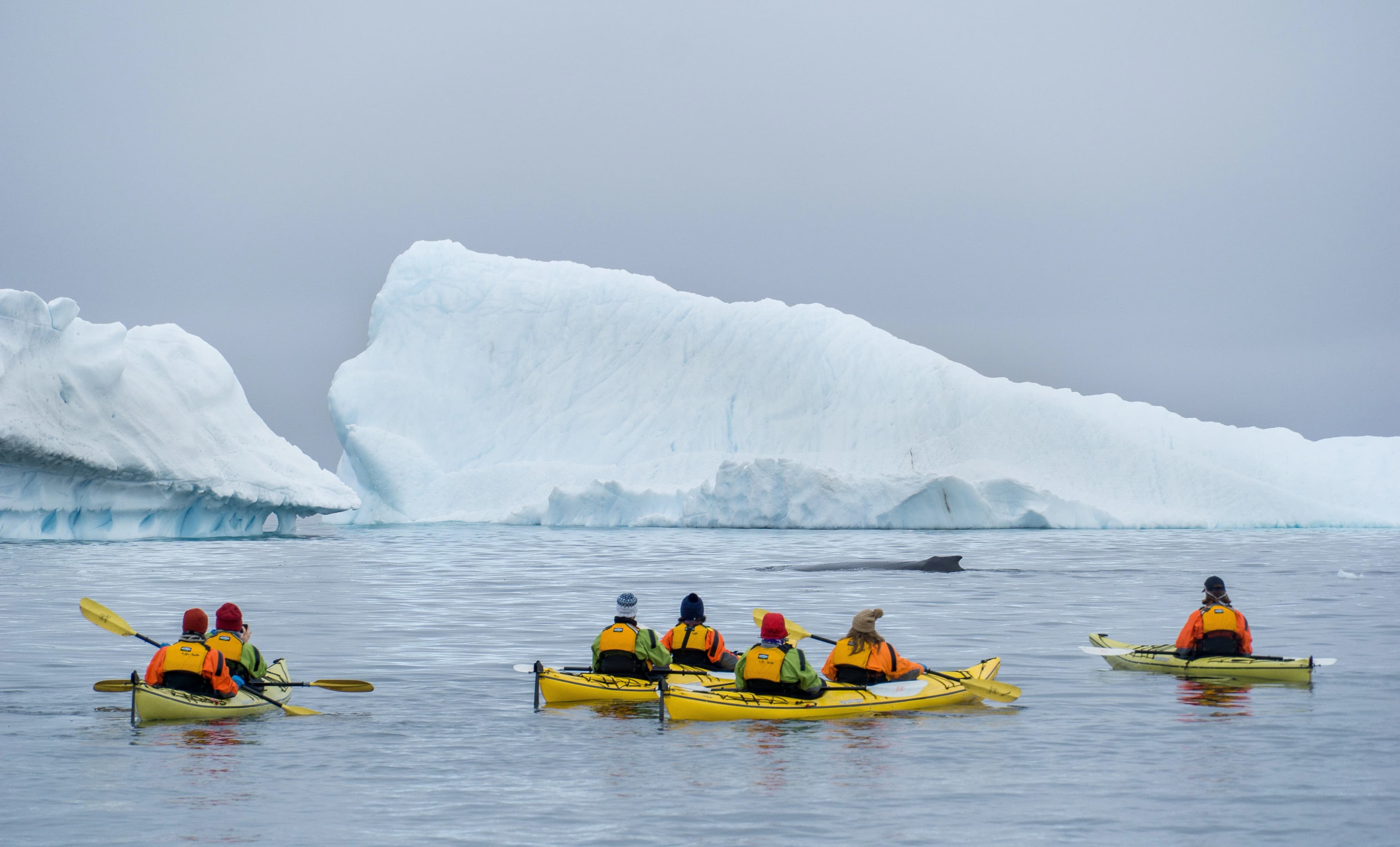 Epic Antarctica: The Falklands, South Georgia and Crossing the Circle
