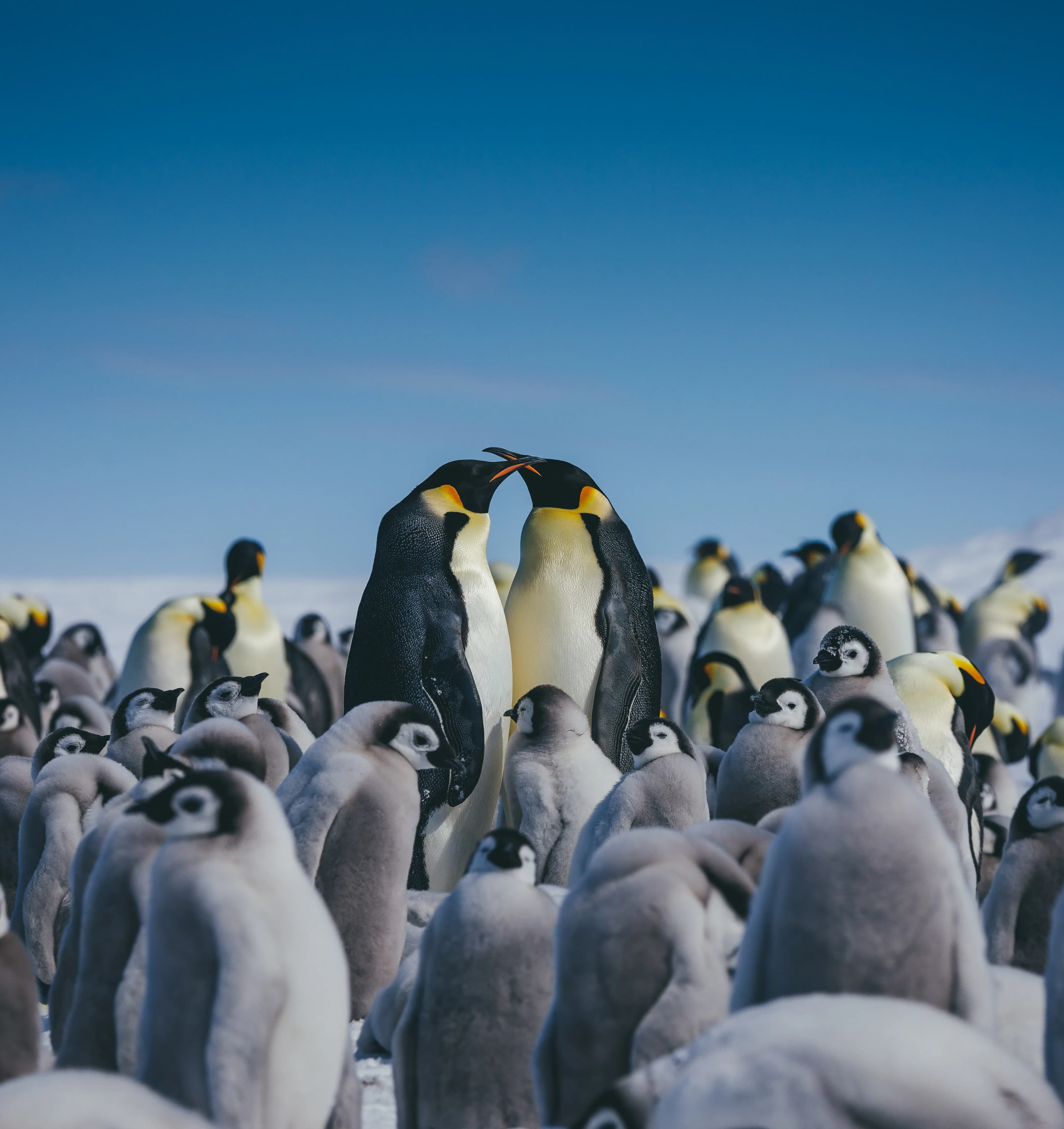 Emperor Penguin Quest: Expedition to Snow Hill