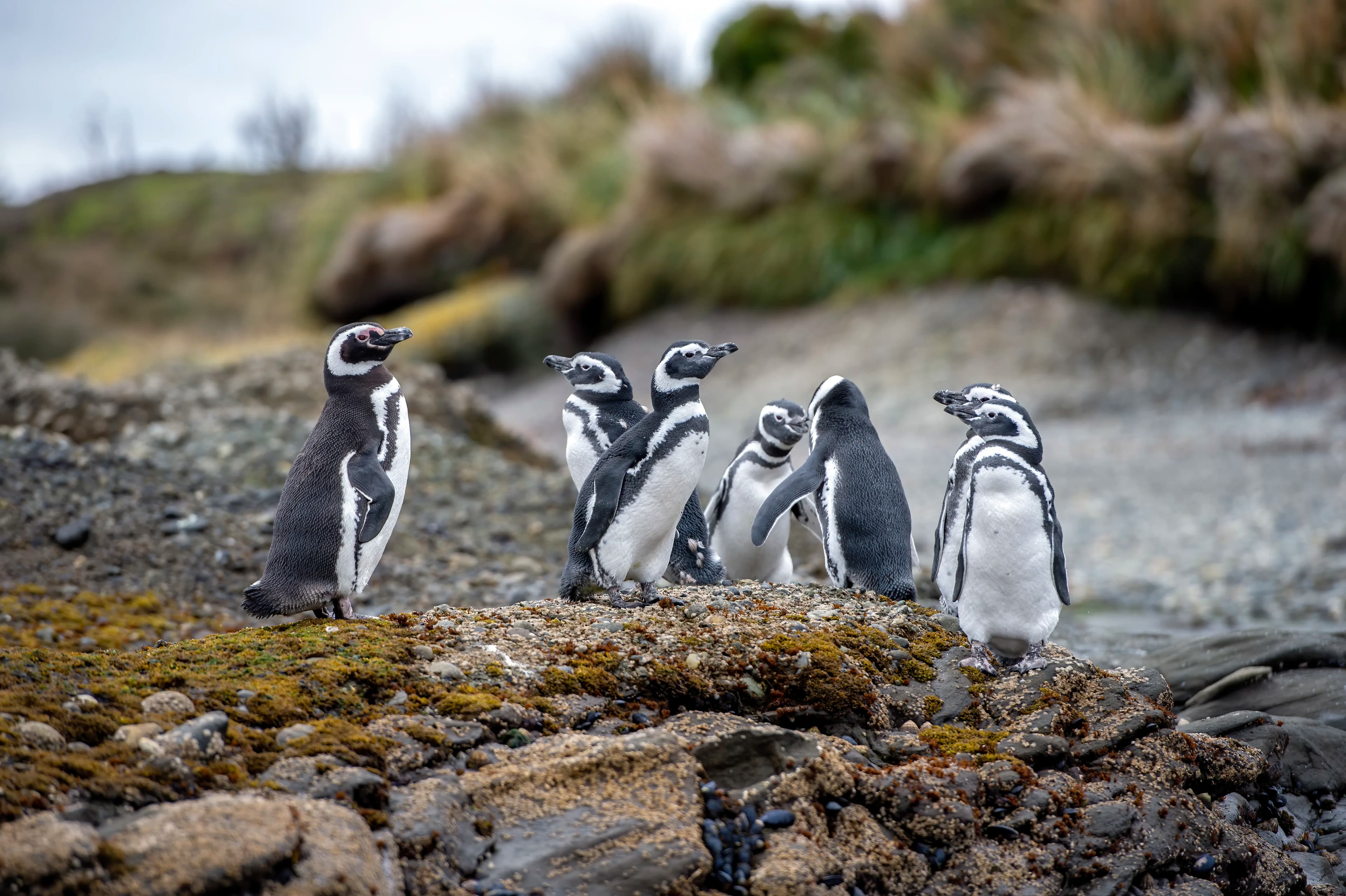 Essential Patagonia: Chilean Fjords and Torres del Paine