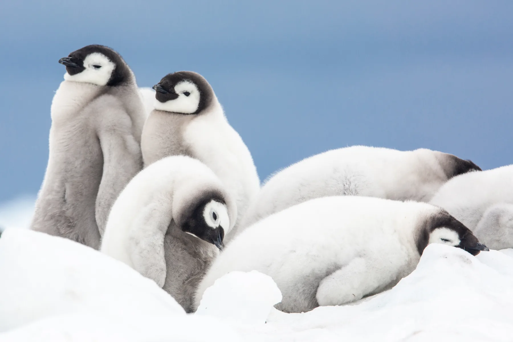 Emperor Penguin Quest: Expedition to Snow Hill