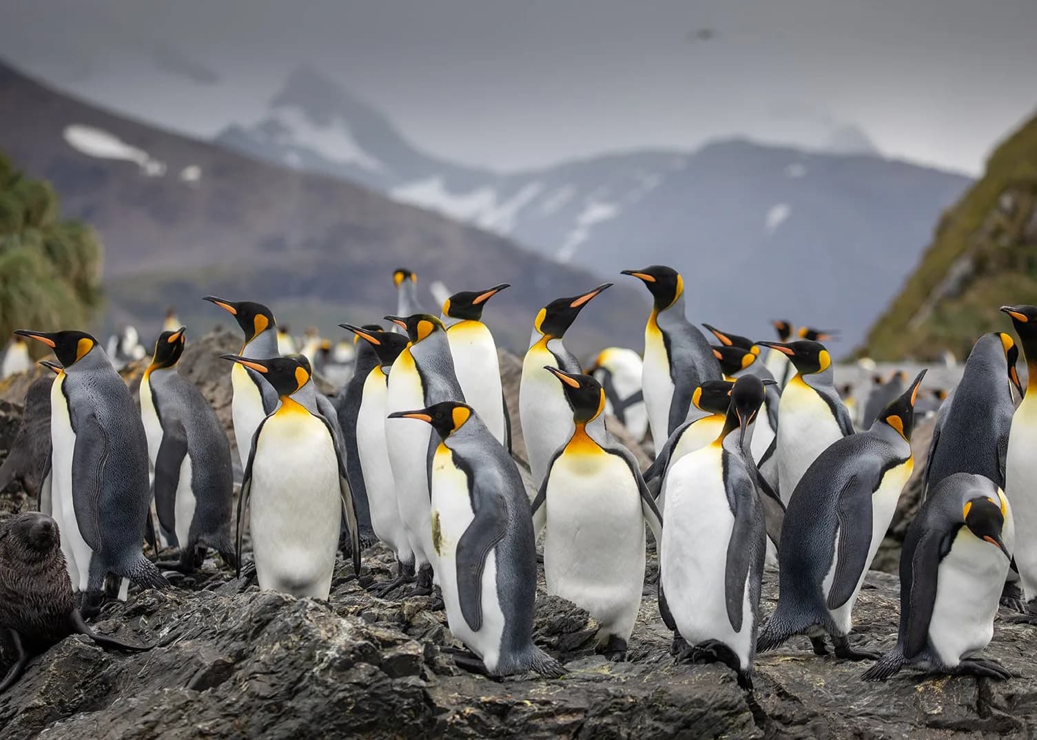 Falkland Islands and South Georgia: 20-Day Wildlife Adventure