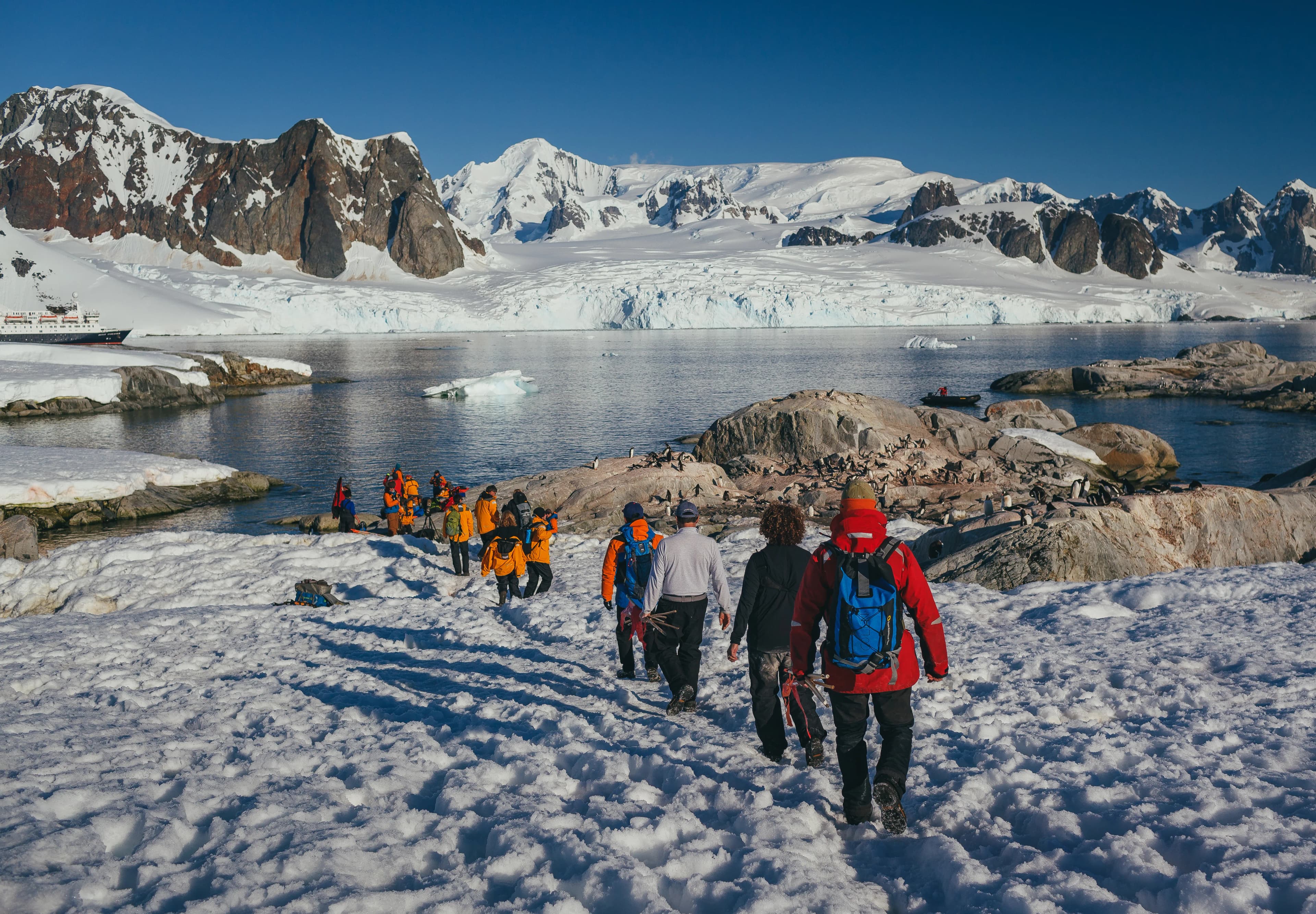 South Georgia and Antarctic Peninsula: Penguin Safari