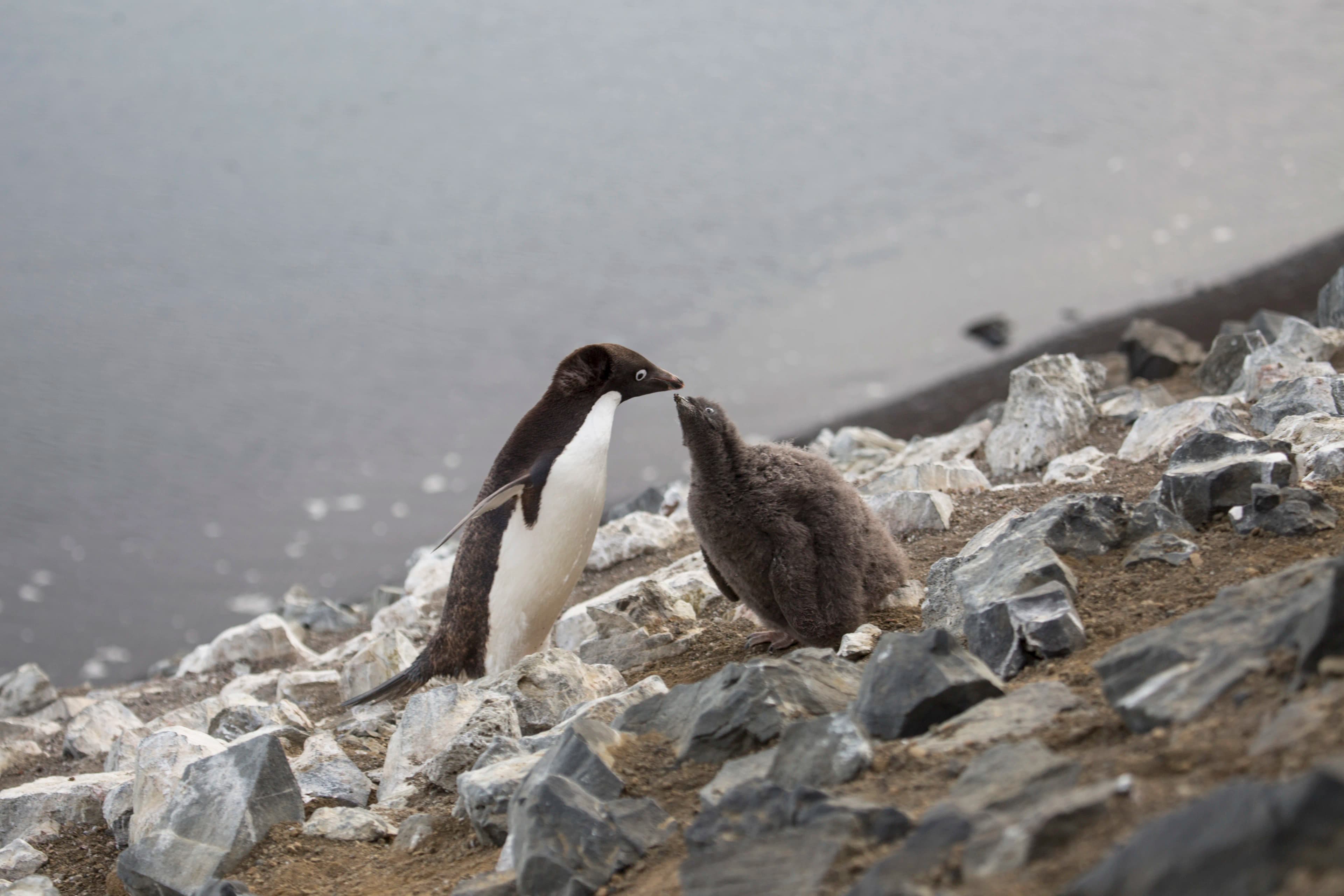 Emperor Penguin Quest: Expedition to Snow Hill