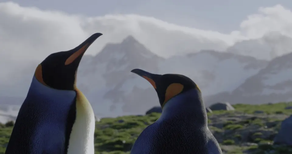 Epic Antarctica: The Falklands, South Georgia and Crossing the Circle