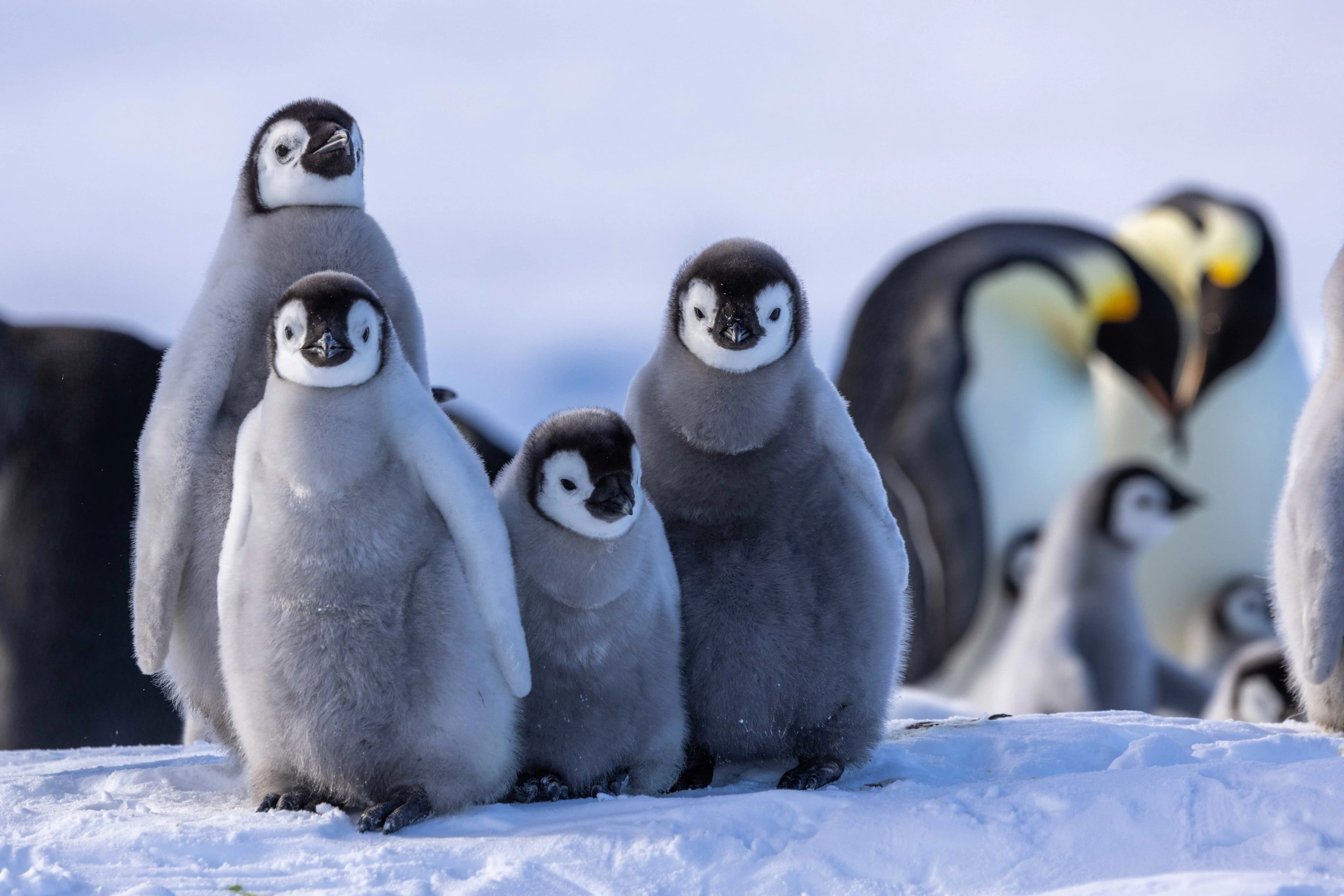 Snow Hill to the Peninsula: Shackleton's Emperors