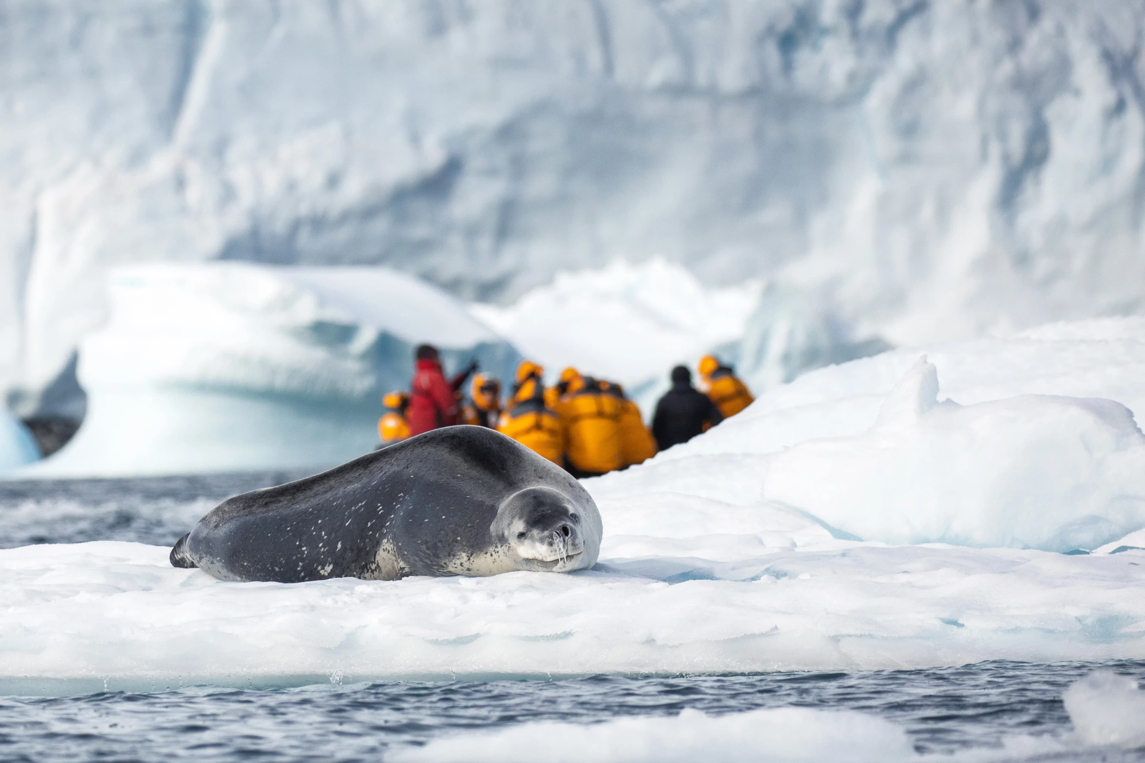 Snow Hill to the Peninsula: Shackleton's Emperors