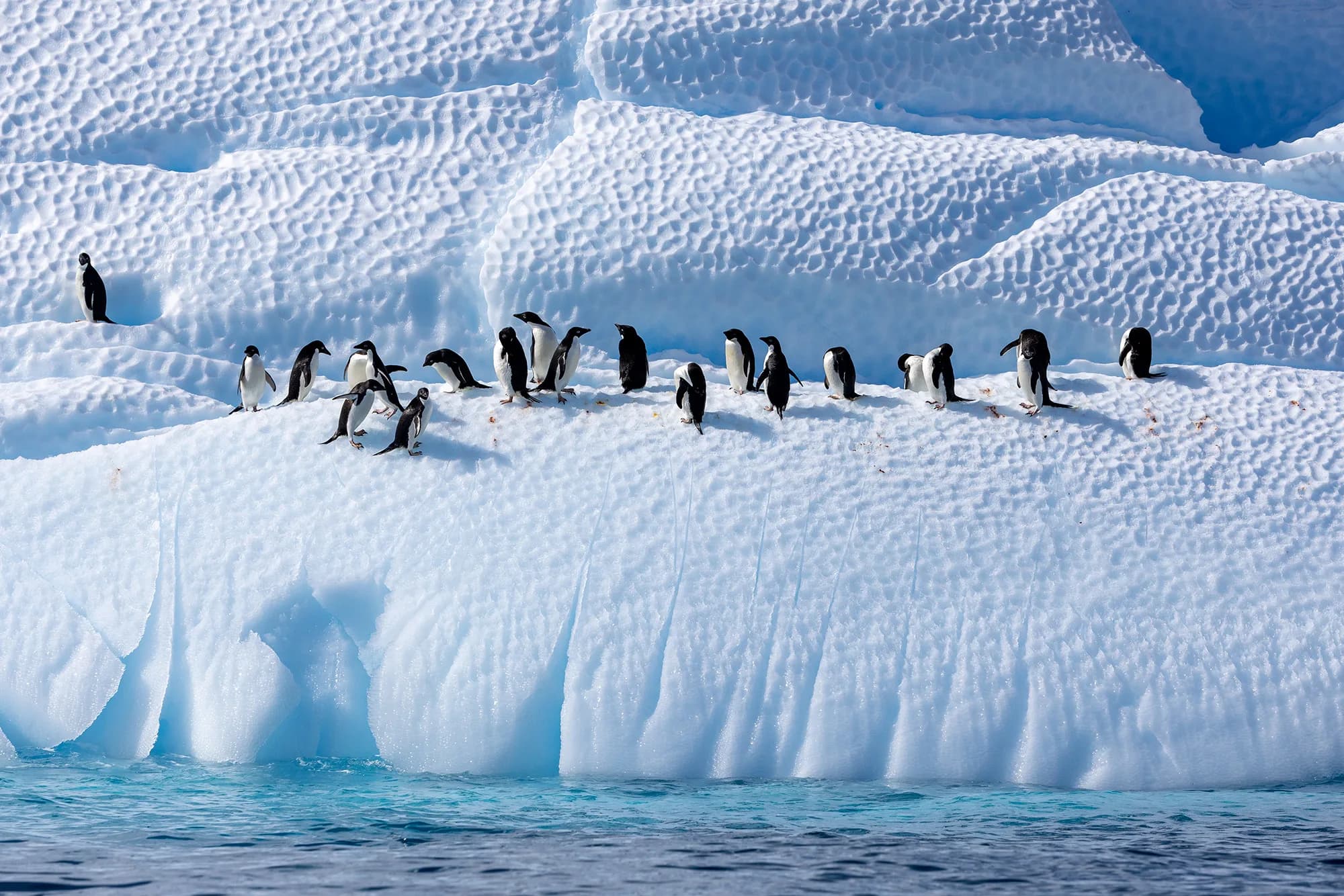 Antarctic Marine Mammals: The World of Whales and Seals