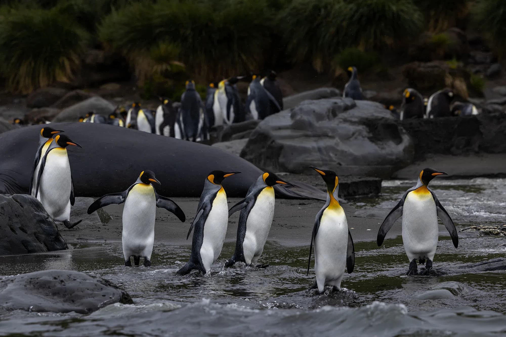 Penguins of the Far South: Falklands, South Georgia and Antarctica