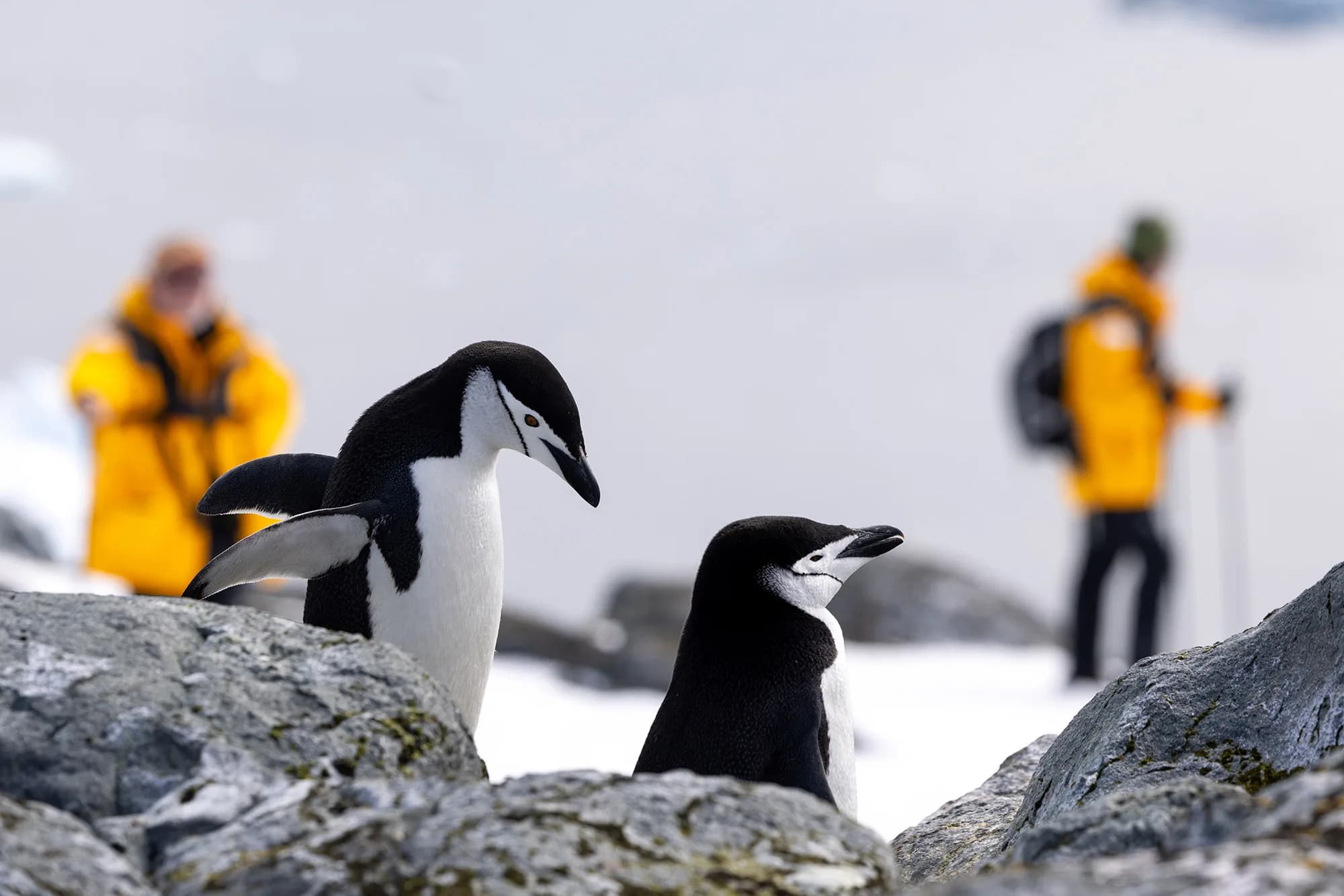 Penguins of the Far South: Falklands, South Georgia and Antarctica
