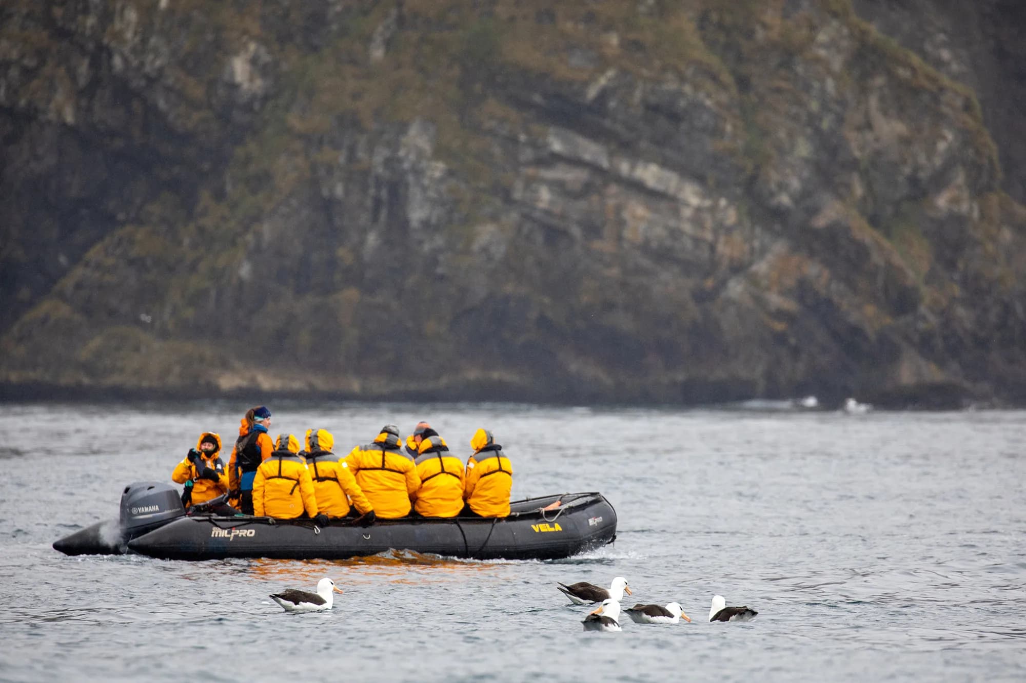 Penguins of the Far South: Falklands, South Georgia and Antarctica