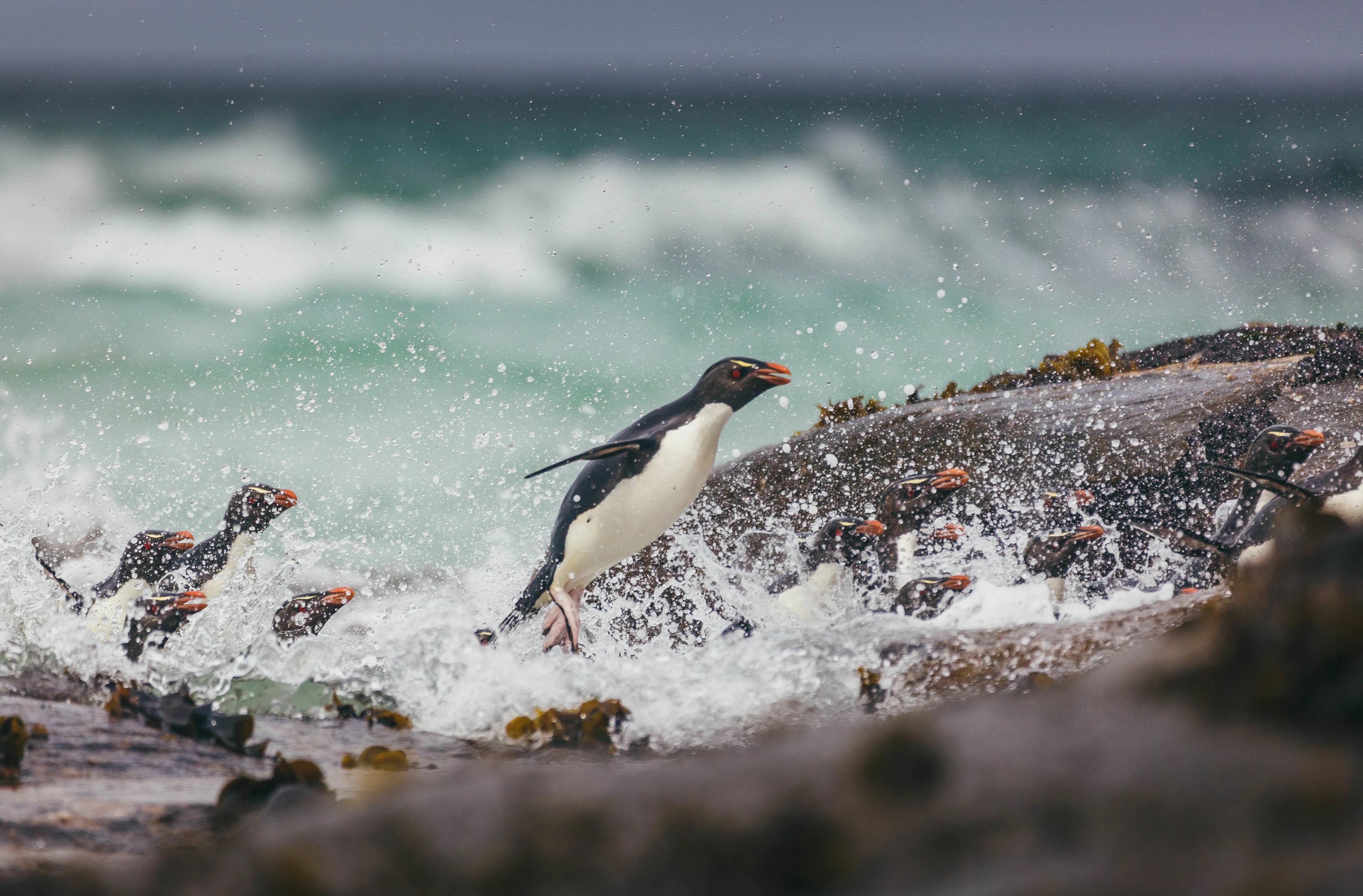 Falkland Islands and South Georgia: 20-Day Wildlife Adventure