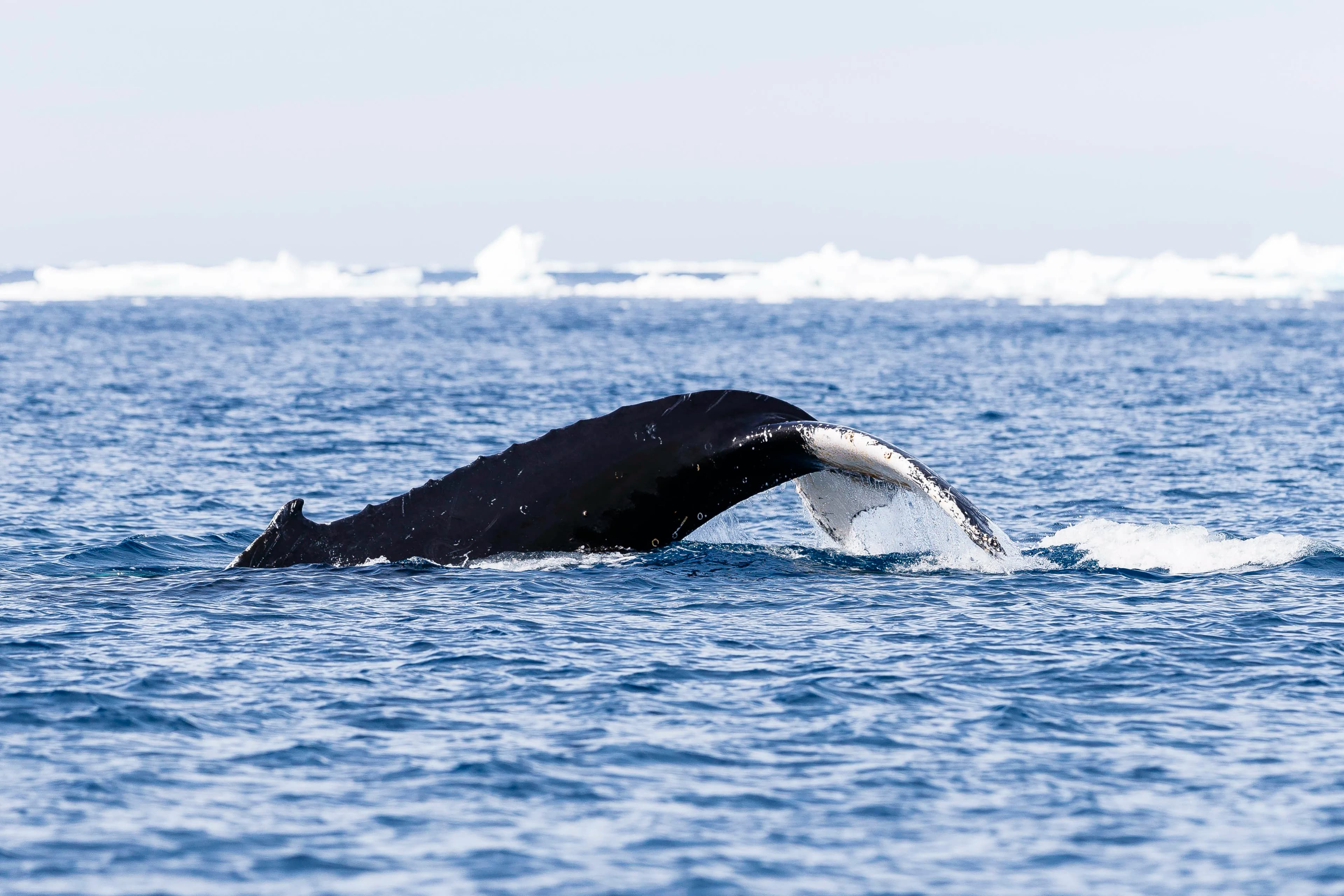 Antarctic Peninsula: A Rare Exploration of the Weddell Sea