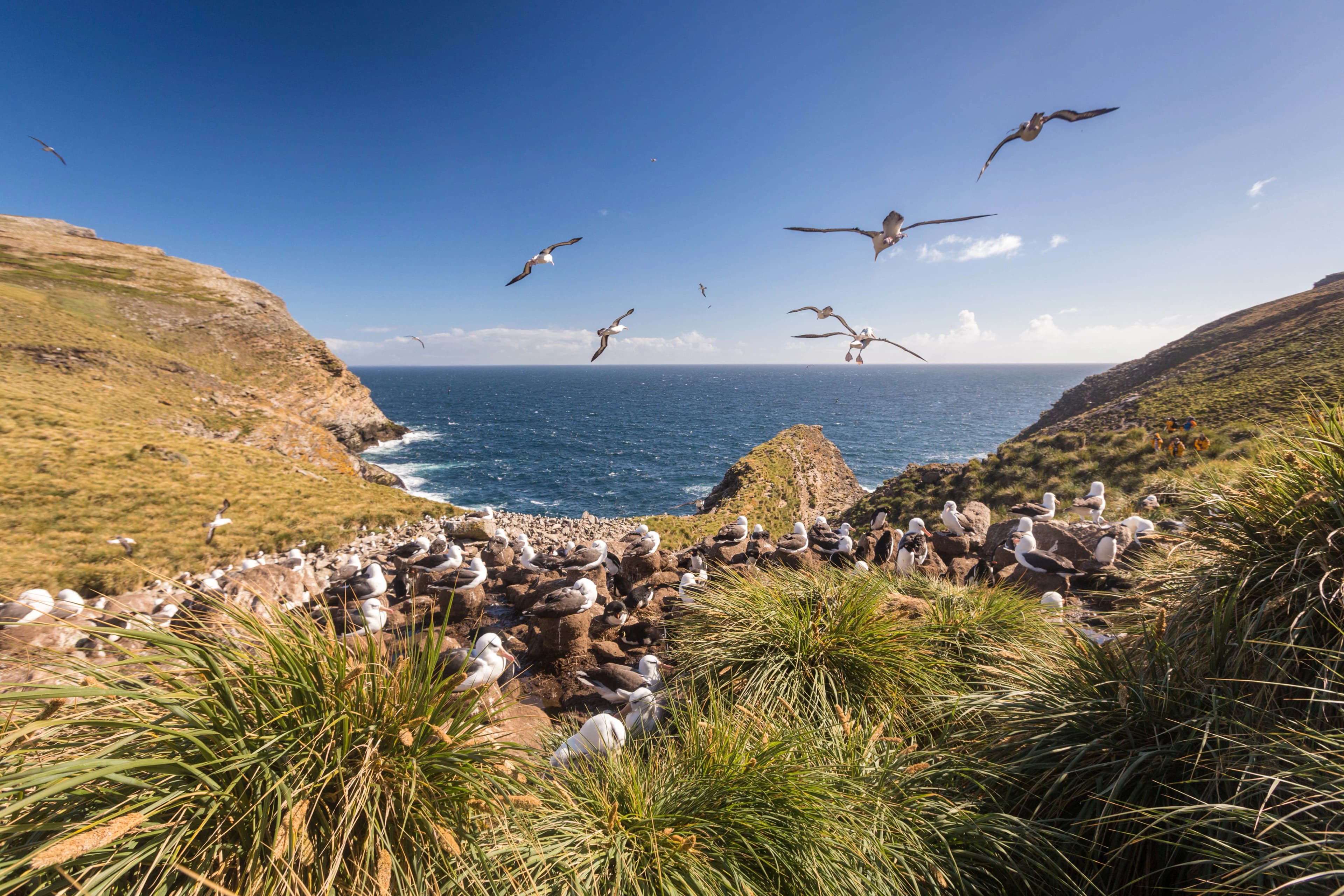 Falkland Islands and South Georgia: 20-Day Wildlife Adventure