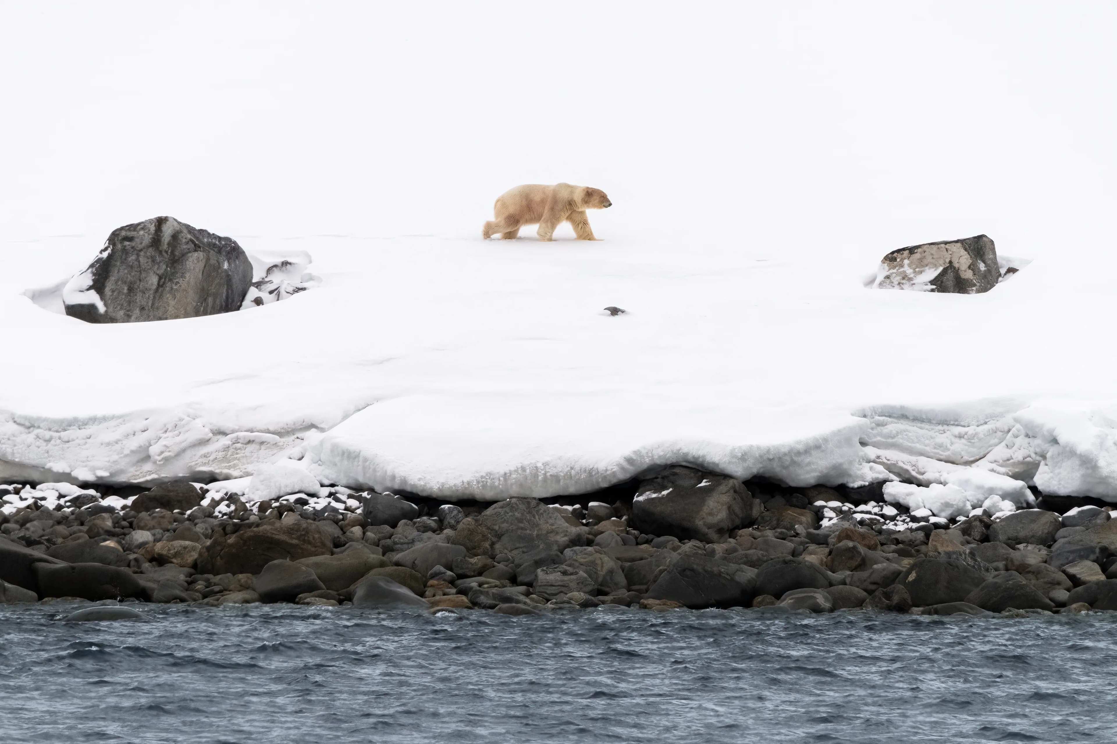 Svalbard in Spring: Sea Ice, Pristine Snow and Wildlife