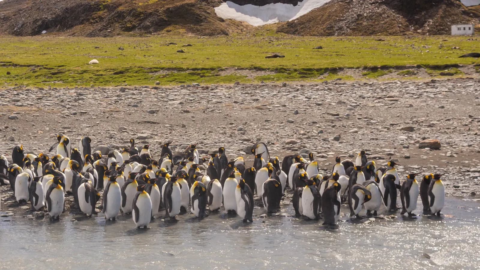 South Georgia and Antarctic Peninsula: Penguin Safari