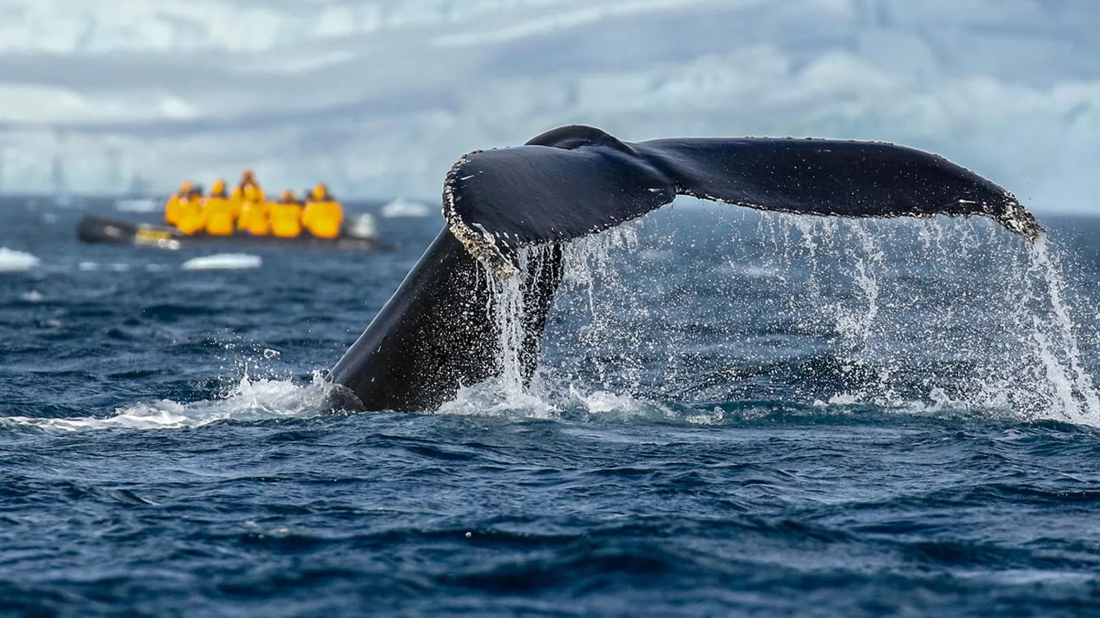 Antarctic Marine Mammals: The World of Whales and Seals